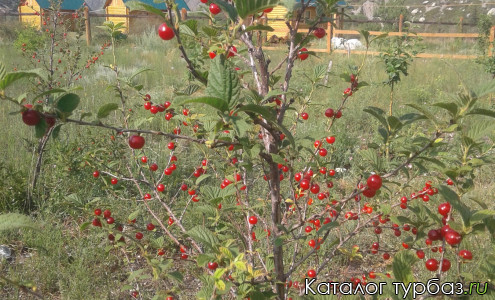 База отдыха «Катунские террасы»
