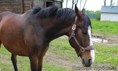 База отдыха «Славянка»