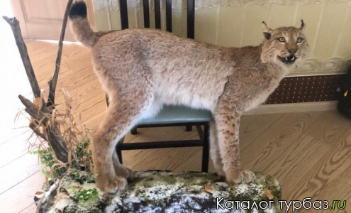 База отдыха «Раздобарино»