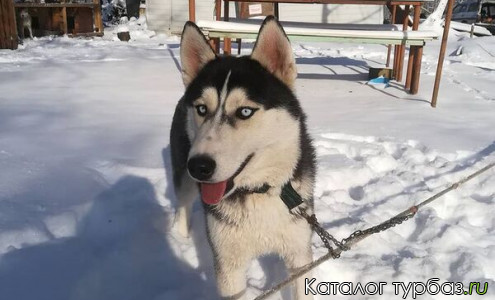 База отдыха «Хаски Лотос Тур»