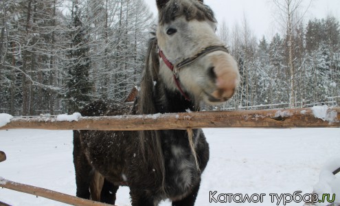 конные прогулки