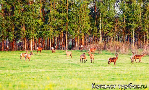 База отдыха «Милотичи»