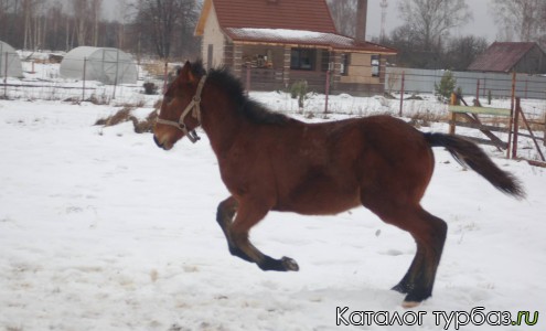 Турбаза «Верхом по Мещере»