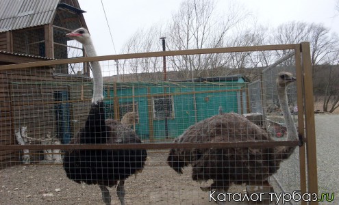 Живой уголок