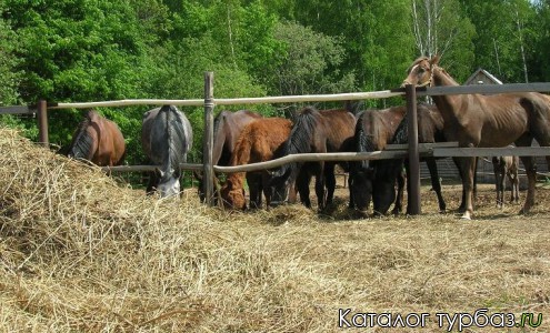 Туристическая база «Наргиз»