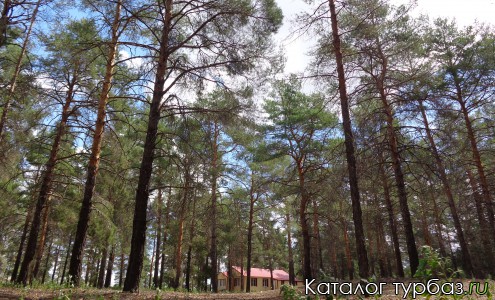 Сосновый лес на территории турбазы