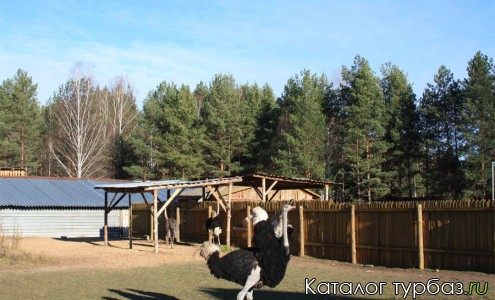 Конный двор Лесное