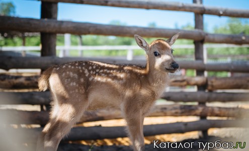 Парк отдыха «Кудыкина гора»