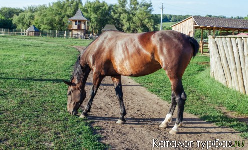 Парк отдыха «Кудыкина гора»