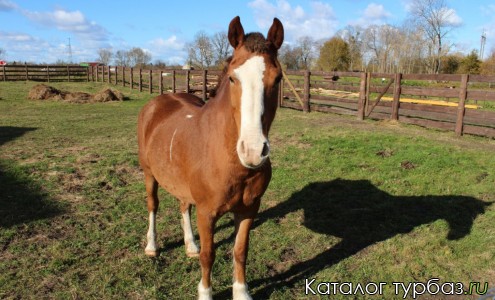 База отдыха «Дейма Парк»