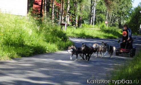 Катания на карте на собачьих упряжках