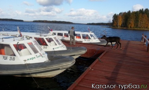 Олень Машка из контактного зоопарка