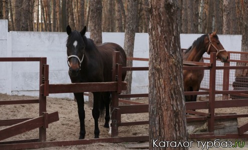 База отдыха «Мустанг»