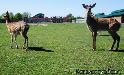 База отдыха «Золотой фазан»