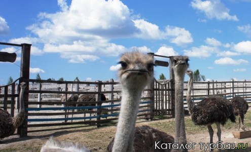 База отдыха «Золотой фазан»