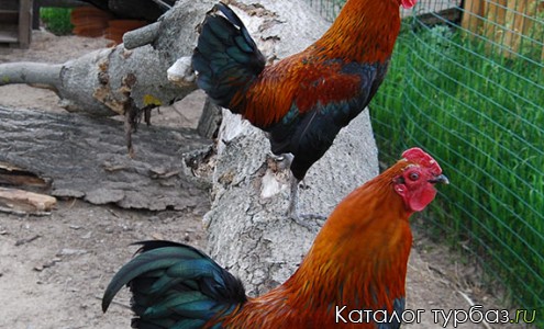 База отдыха «Потеряевка»