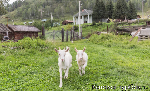 База отдыха «Зообаза»