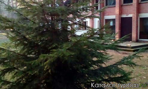 База отдыха «Лесная сказка»