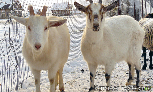 База отдыха «Ольгино»