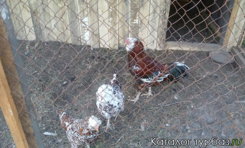 База отдыха «Спартак»